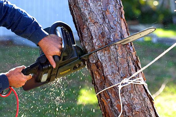 Professional Tree Care in Mount Ora, OH