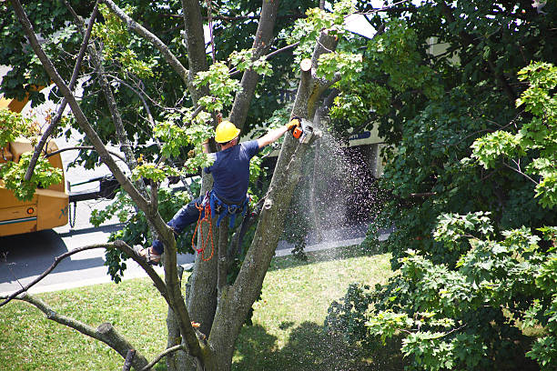 How Our Tree Care Process Works  in  Mount Ora, OH